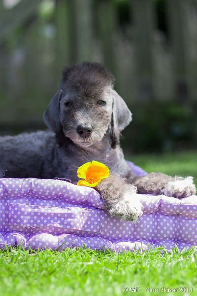 2014-07-03 Cherry-6994.jpg